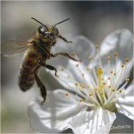 fleur de cerisier